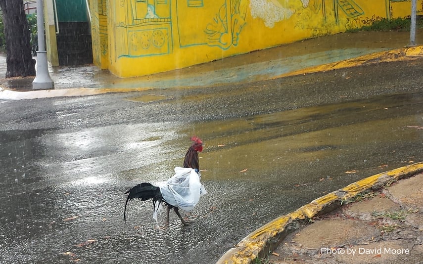 Rooster in the town of Culebra, Puerto Rico